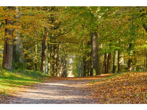 Chalet op Camping Zonneheuvel
